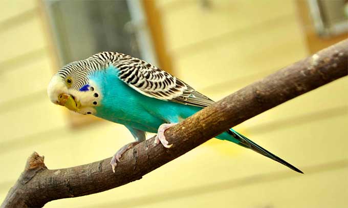 我们家的小鸟 Our Pet Bird（精选2篇）