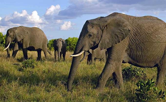 大象的社会行为与智慧展示 Social Behavior and Intelligence Demonstrated by Elephants